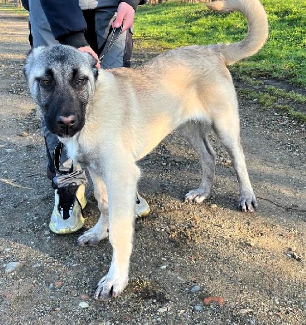 ATHENA STUPENDA CUCCIOLA Foto 6